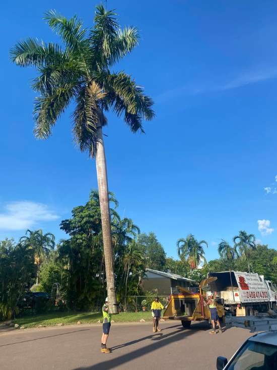 Tree Removal Darwin