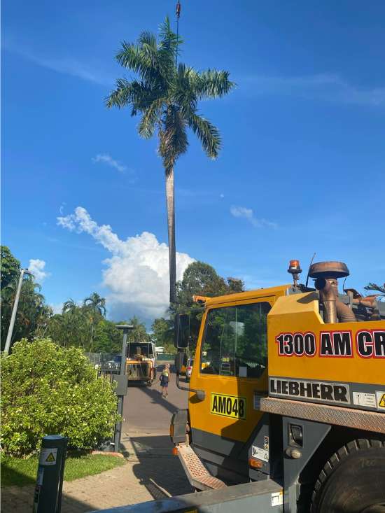 Tree Pruning Darwin