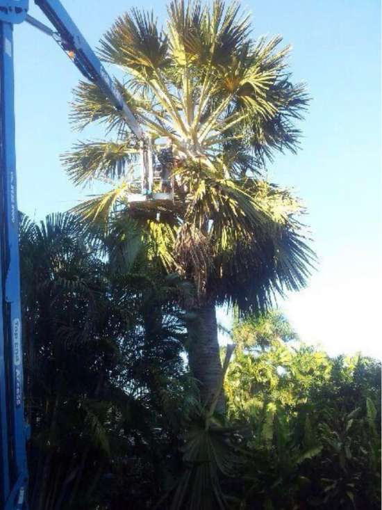 Tree Maintenance Darwin