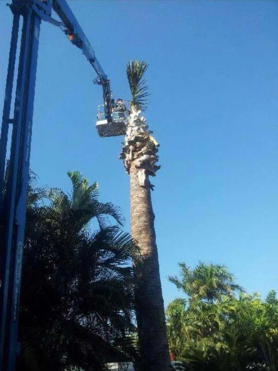 Tree Removal Near me