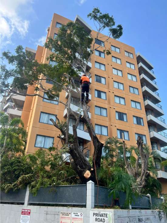 Tree Lopping Near me