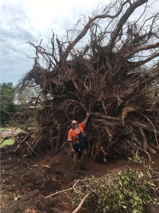 Tree Pruning Near me