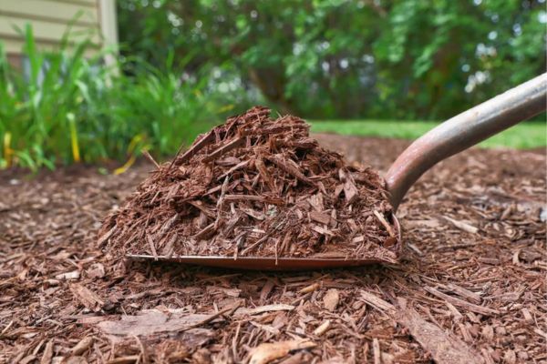 Forest Mulch Sales Near Me