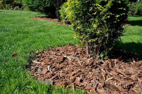 Bark Mulch for Sale Near Me