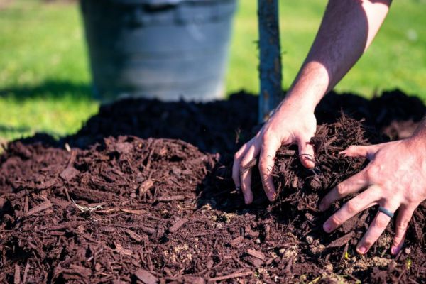 Forest Mulch Sales Near Me