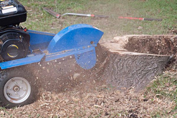 Stump Removal Services Near Me
