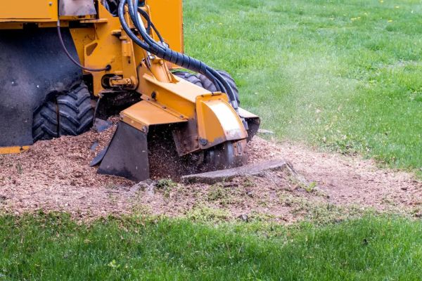 Stump Removal Near Me