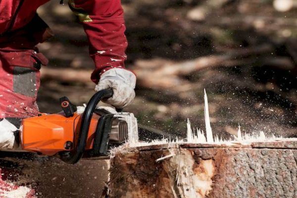 Stump Grinding Services Near Me