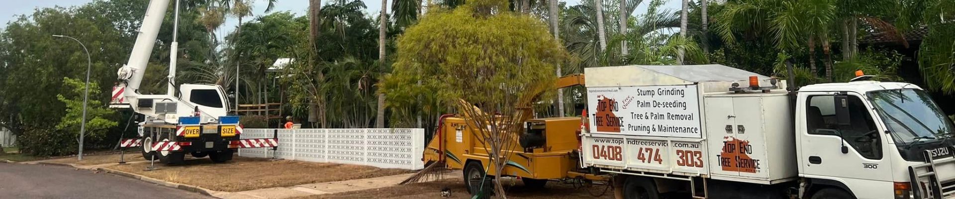Palm Seed Removal Near Me