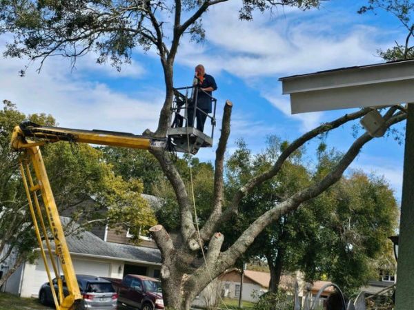 Coconut Tree Removal Near Me