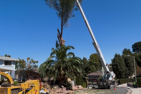 Palm Tree Pruning Near Me