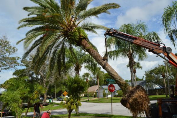 Palm Tree Maintenance Near Me