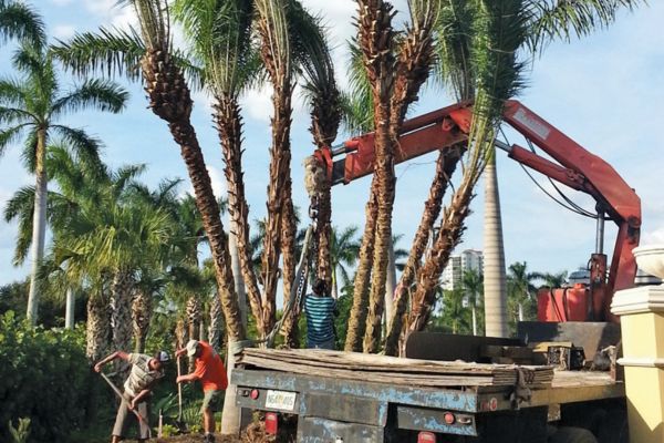 Palm Tree Removal Near Me