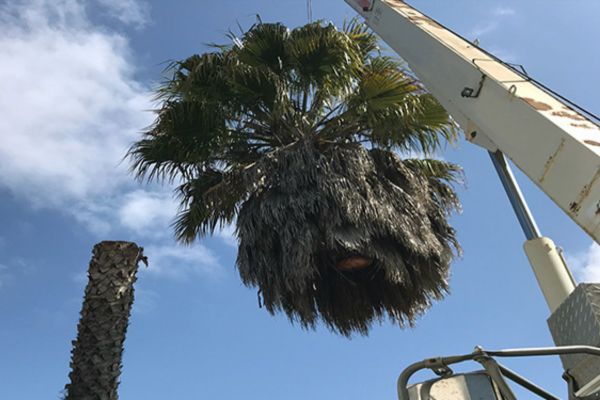 Palm De-seeding Near Me