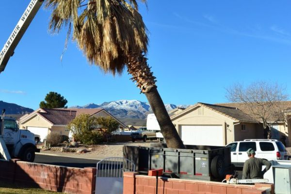 Palm Tree Removal Near Me
