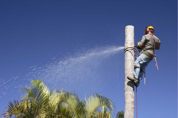 Palm Tree Maintenance Near Me