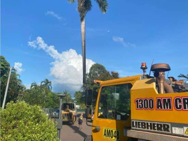Palm Tree Removal Near me