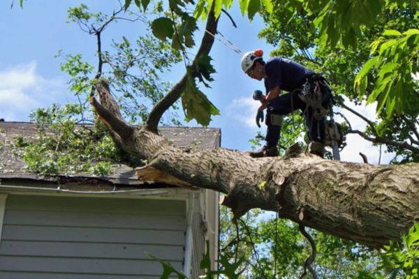Tree Lopping Near me