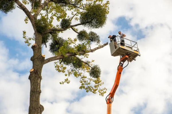 Tree Removal Near me