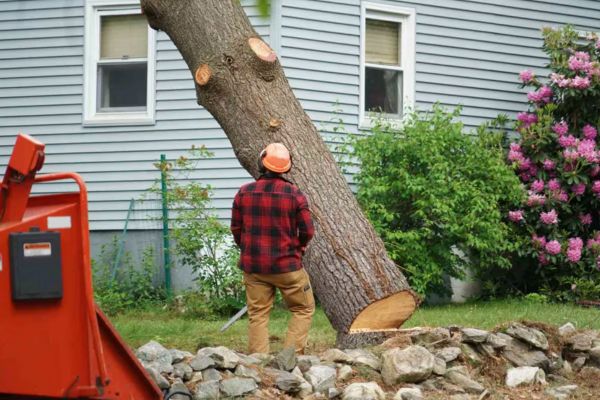 Tree Services Near me