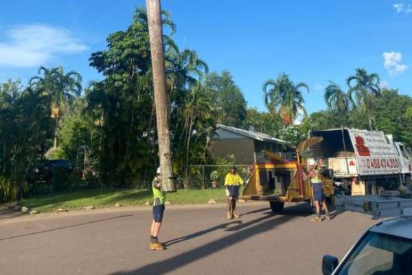 Tree Pruning Near me