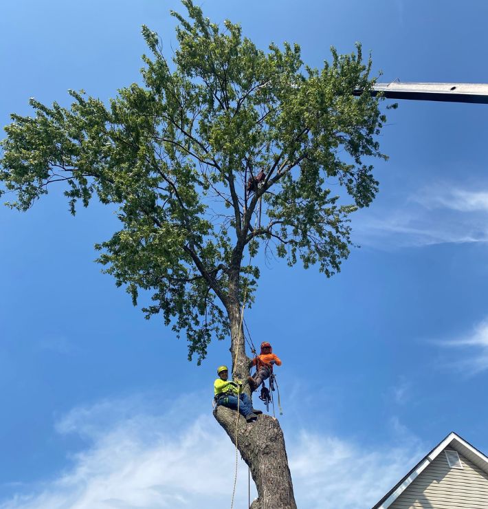 Tree Removal Rosebery