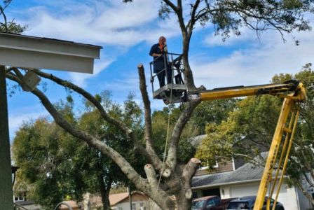 Tree Removal Near me