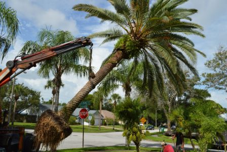 Tree Services East Point