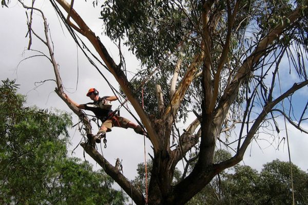 Confined Space Tree Services Darwin