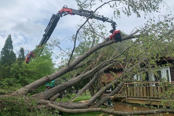 Confined Space Tree Removal Darwin