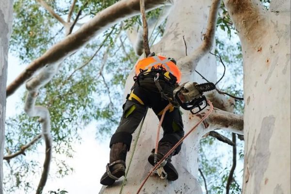 Confined Space Tree Services Darwin