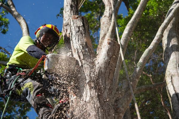 Confined Space Tree Services Darwin