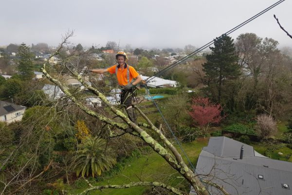 Confined Space Tree Removal Darwin