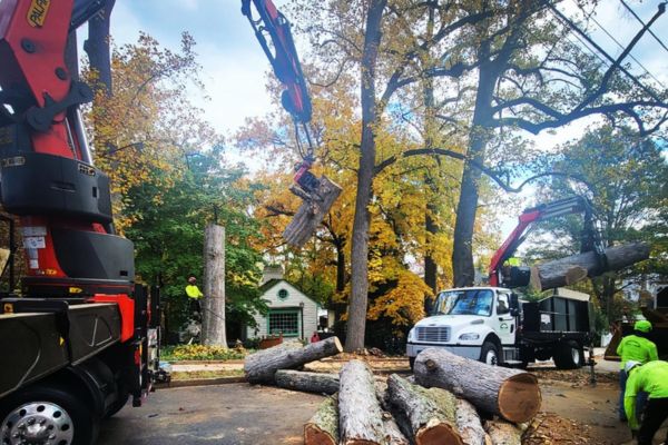 Confined Space Tree Services Darwin