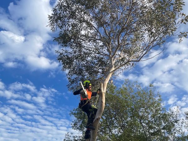 Confined space Tree Removal Millner
