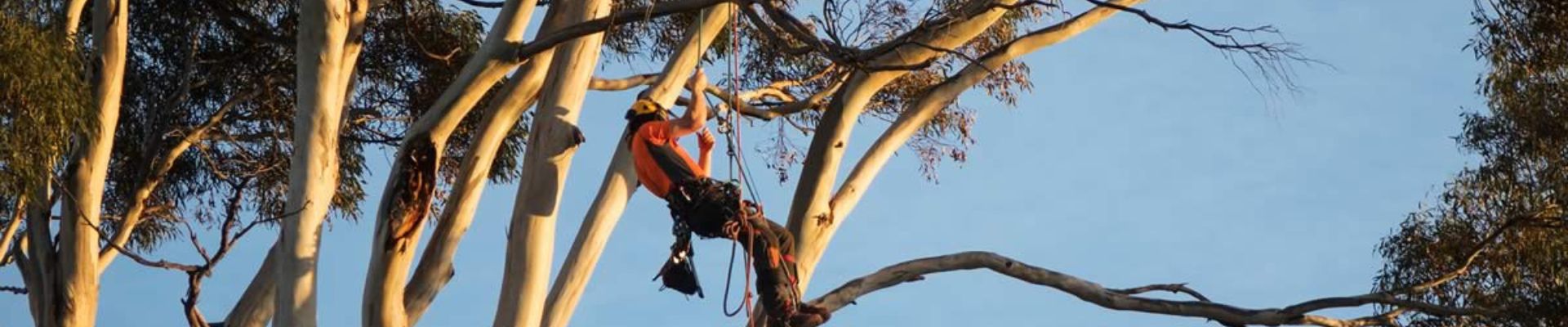 Confined Space Tree Removal Darwin