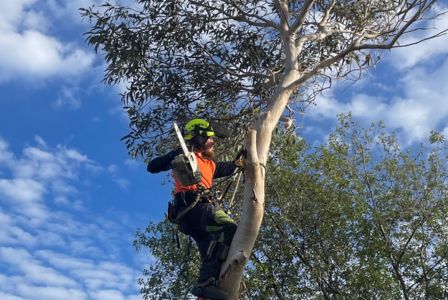 Confined space Tree Removal