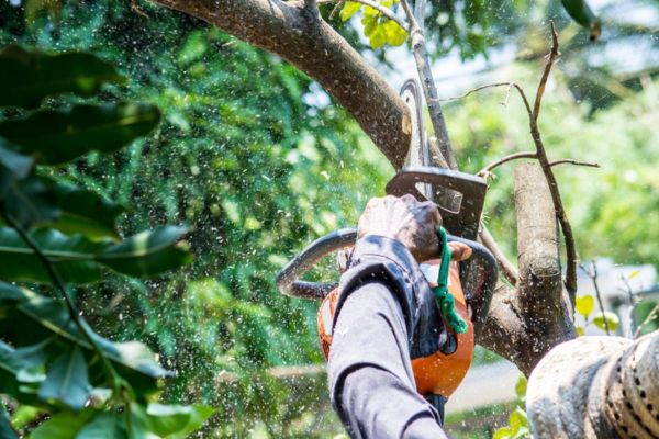 Tree Pruning Service Bellamack