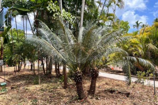 Tree Pruning Service Bayview