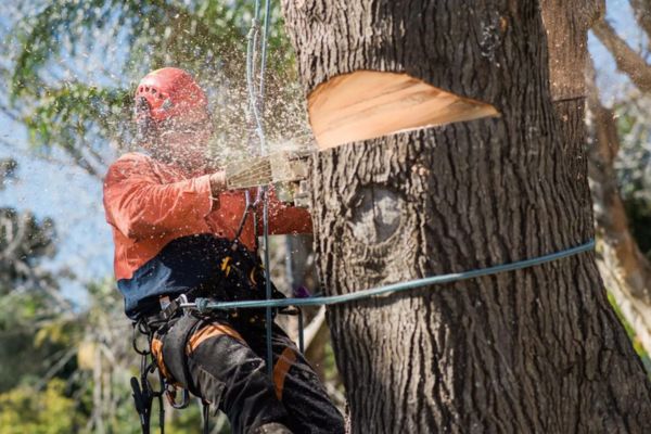 Confined Space Tree Purning Tiwi