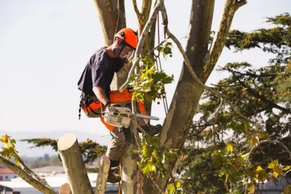 Confined Space Tree Removal Tiwi