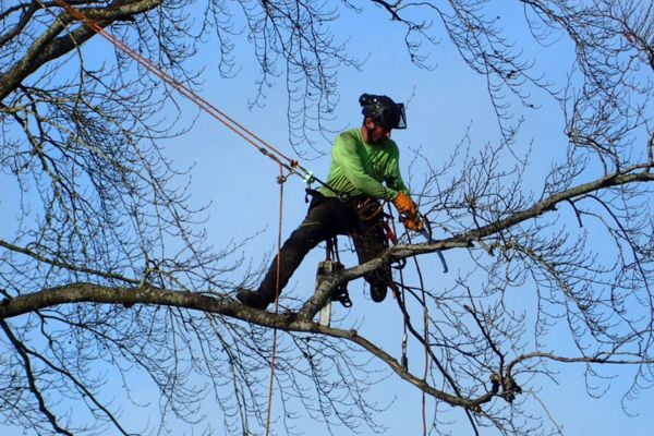 Confined Space Tree Removal Parap