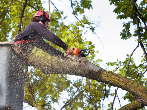 Confined Space Tree Purning Durack
