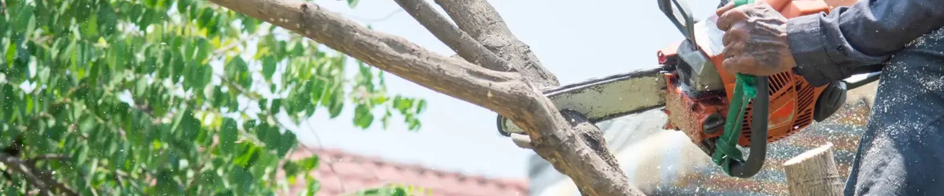 Tree Pruning Service Karama