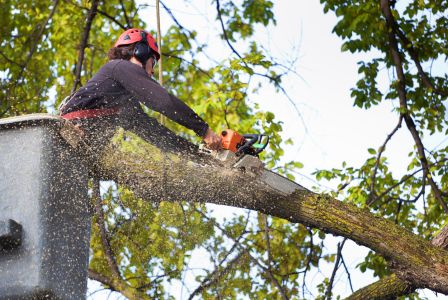 Tree Pruning