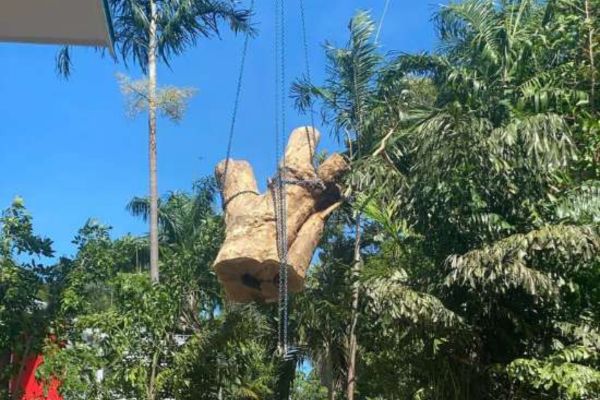 Tree Lopping Near me