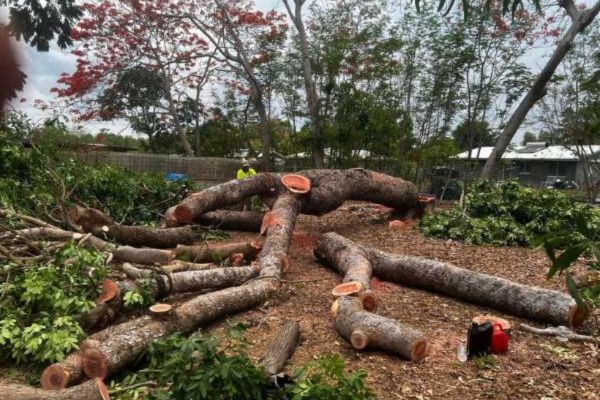 Tree Removal Near me